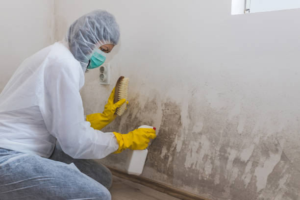 Best Mold Remediation for Specific Building Types in Pea Ridge, FL