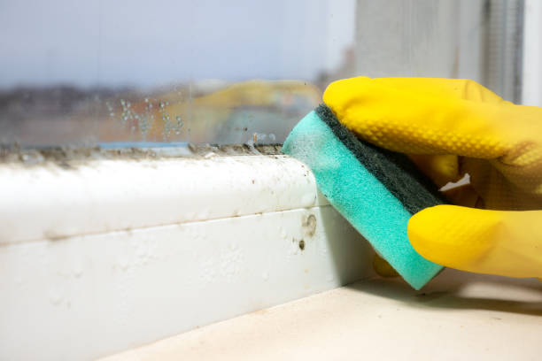 Best Mold Remediation for Schools in Pea Ridge, FL