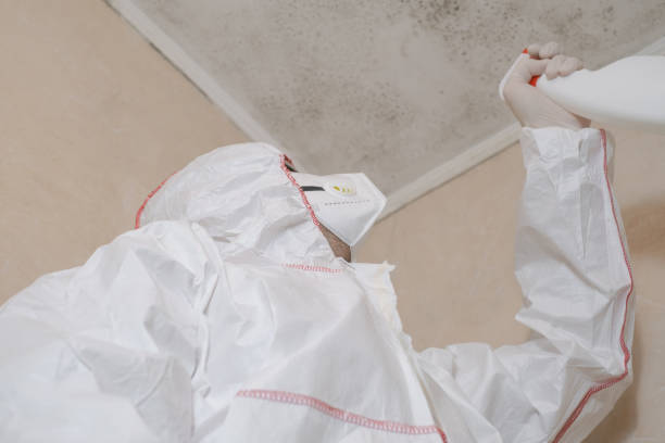 Best HVAC Mold Remediation in Pea Ridge, FL