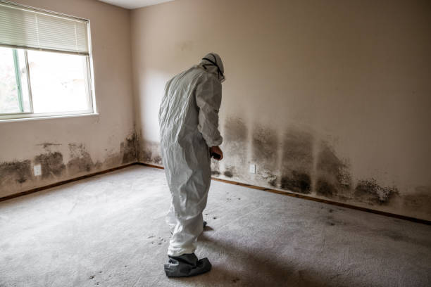 Best White Mold Remediation in Pea Ridge, FL