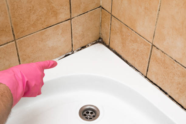 Best DIY Mold Remediation Support Services in Pea Ridge, FL