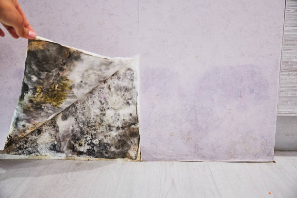 Best Commercial Mold Remediation in Pea Ridge, FL